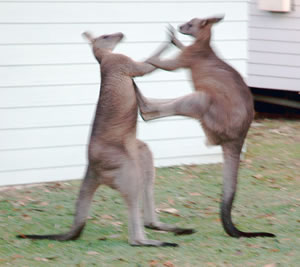 Kangaroo Caught By OFT Inquiry