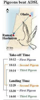 Pigeon Enabled Internet, Faster Than ADSL